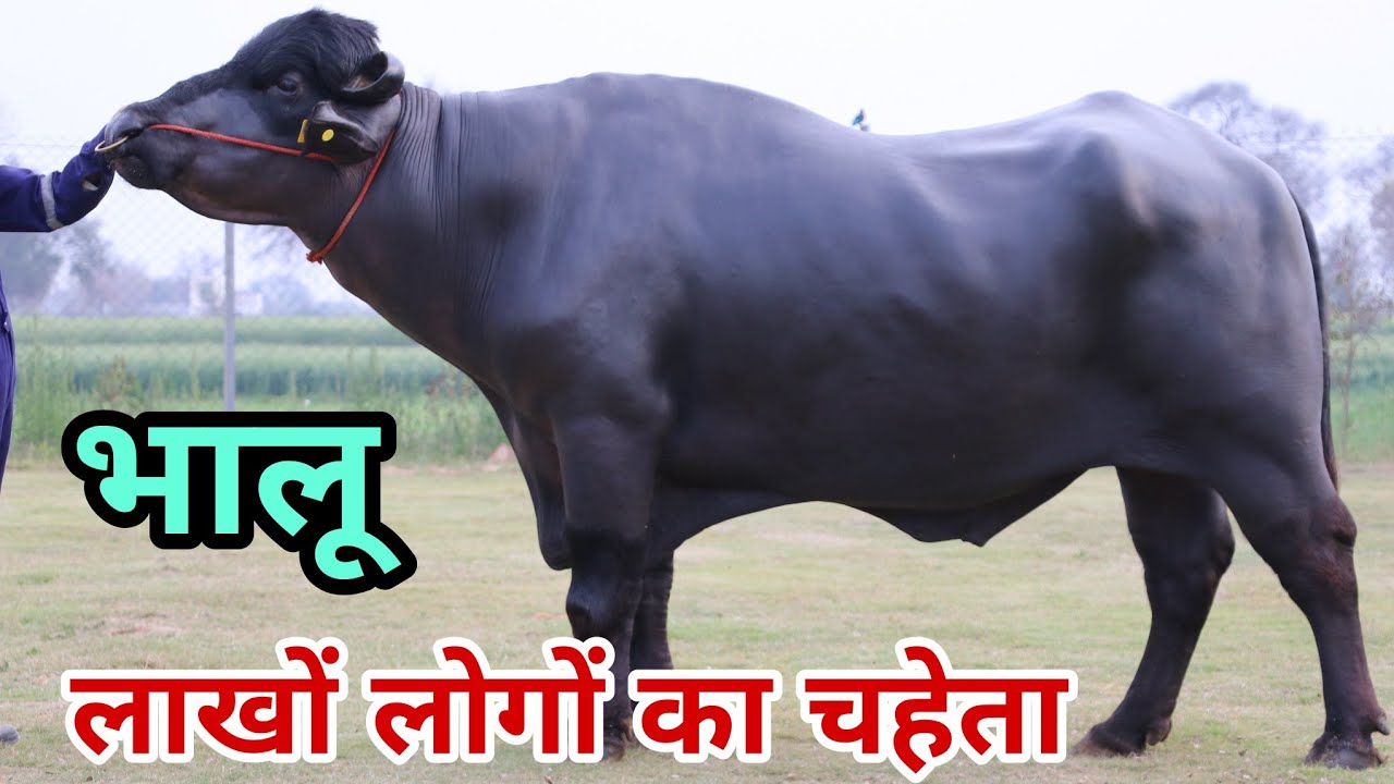 भालू - HSB का चमकता सितारा पहली बार आया आपके सामने - Top Murrah bull of India - HSB