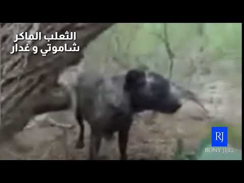 الثعلب الماكر شاموتي و غدار