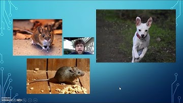 Allele Frequency 2020