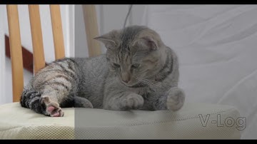 Panasonic GH5 HLG and V-Log with Firmware 2.0