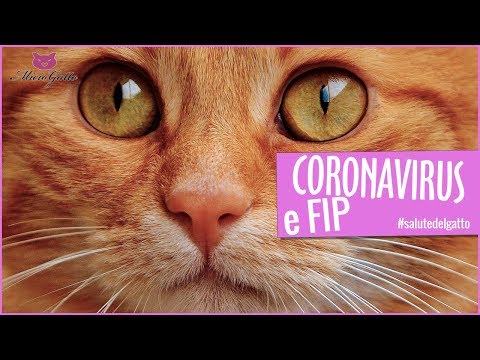 Video: Infezione Da Virus Schiumoso Felino Nei Gatti