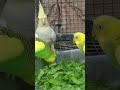 DAY 148 - BUDGIES WINTER INFORMATION #budgielovers #budgiecare #budgiefood #winter #ytshorts