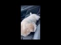 Puppy 🐶 Tries To Hide From Going To The Vet | Daily Dose of Animals #28