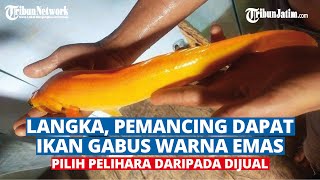 Langka, Pemancing Dapat Ikan Gabus Warna Emas, Pilih Pelihara daripada Dijual