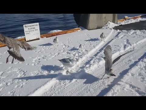 European herring gull begging and barking for food