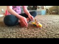 Whitebellied caique hops and plays