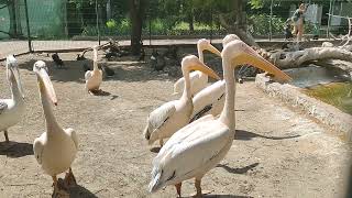 Одесса, Украина, Одесский зоопарк видео 2021 год. (5)