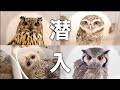 【衝撃】今話題のフクロウカフェがヤバすぎた…