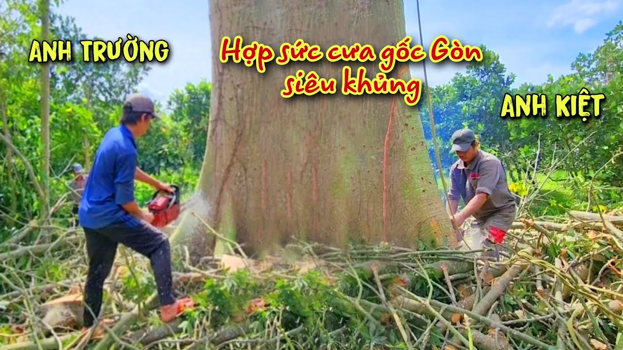 Chấn động! Mặt Đất Rung Chuyển Đệ Tử Vua Khỉ Cưa Cây Gòn Siêu Khủng 