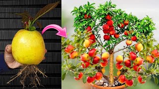 Best Technique: for Growing Java Apple Tree from Java Apple Fruit & Aloe Vera | Grafting