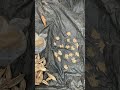 Okro Seed, Okra Seed, Abelmoschus esculentus Seed  Nature Free Stock Video. Free for use &amp; download