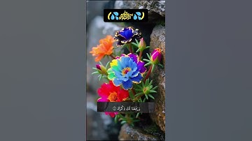 #﷽ٍ ♕سورة الشرح ♡ # القارئ الشيخ احمد العجمي 🎧🎤