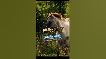 سورة الأنفال و..كا،،نك تسمعها لأ،.و.ل مر.ة❤️💟..🧡🌻،؛🌸💖،،💘بصوت الشيخ حمزة مد،بو.ح💛؛؛🌹؛🌼❣️،.💮💙💞