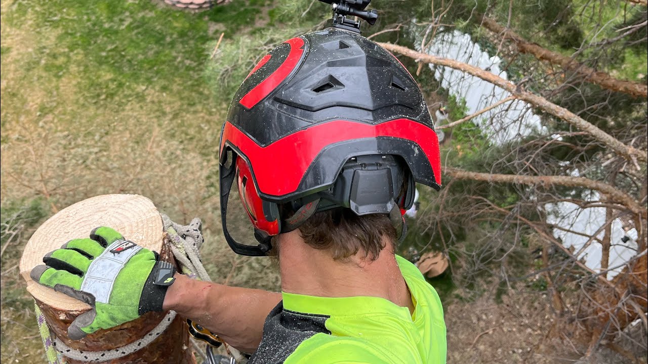 Pine Removal - YouTube