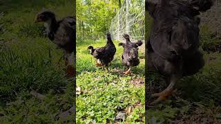 Six Black Copper Maran Chicks Experience Outdoors - A Growing Flock - Baby Chickens / Pullets