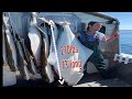 Humansized halibut live here most extreme fishing in alaska small craft adventures