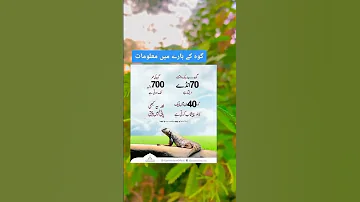 گوہ 