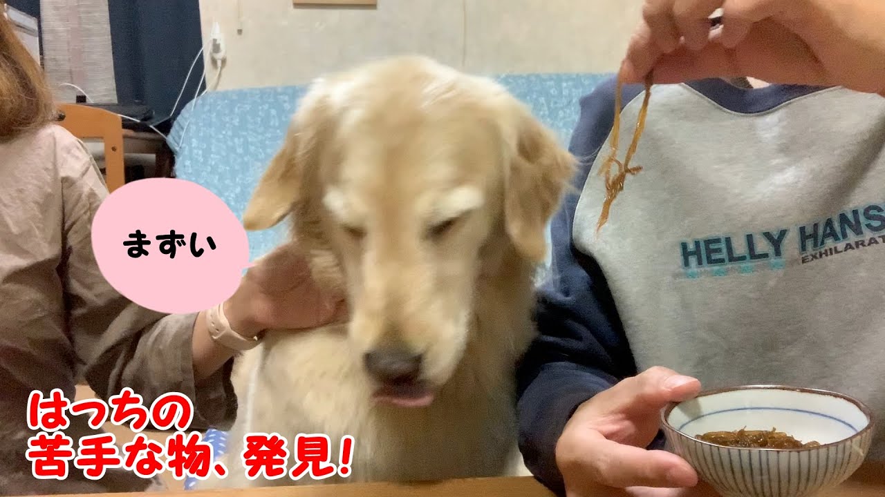 おうちごはんで苦手な物が分かったゴールデンレトリバーのはっち Youtube