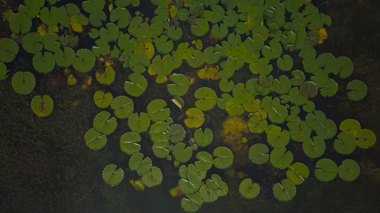 DJI Mavic Pro + PolarPro CP Filter