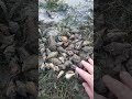 Sea snail shells #seafood #tastyocean #seacreatures #lowtide