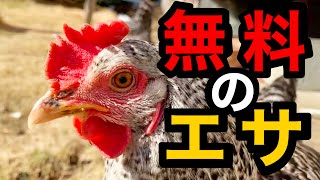 【無料】にわとりの餌はタダで作れる！米ぬかで作る好気性発酵飼料！