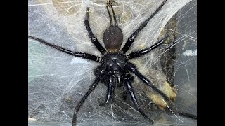 Macrothele gigas, Giant Japanese Funnel Web pairing Part 2