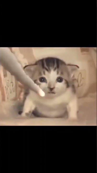 Мем с котом и взрывом