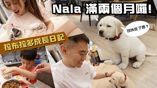 Nala滿兩個月拉拉布拉多Nala成長日記彼得爸與蘇珊媽