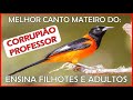 CANTO DO CORRUPIÃO PROFESSOR/ CORRUPIÃO DO NORDESTE CANTANDO MUITO/ ENSINA SEUS FILHOTES E ADULTOS