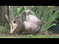 Possum Saga: Looking for Baby