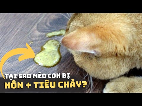 Video: Nôn ở mèo và chó