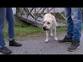 Hundskola med Fredrik Steen - Nyhetsmorgon (TV4)