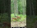 Doe and fawns #trailcamera #deercamera #deer