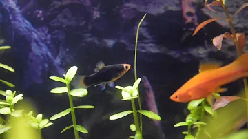 ¿Cómo sé si mi pez es feliz?
