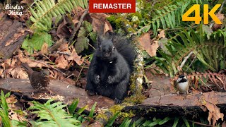 Cat and Dog TV  Cute Birds and Black Squirrels in the Forest  (Remastered 4K)