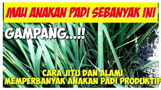Mudah & jitu‼️Cara alami memperbanyak anakan padi produktif||how to multiply rice seedlings