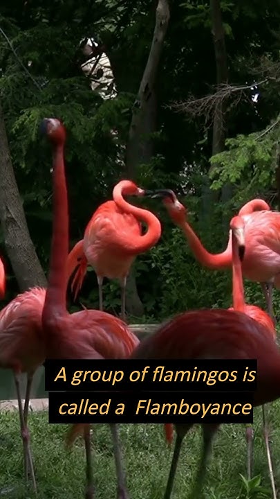 What is a Group of Flamingos Called? #shorts #flamingos #