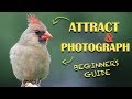 ATTRACTING and PHOTOGRAPHING Birds in Your Backyard (Beginner's Guide)