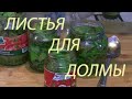 Виноградные листья для долмы на зиму