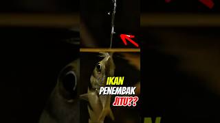 Archerfish : sang penembak jitu di dalam air 😎 #fish #ikan #animals #faktaunik #faktahewan