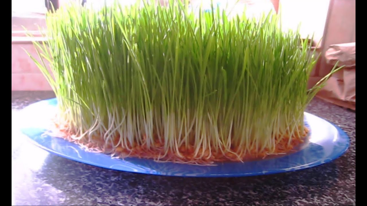Wheat Grass Can Be Delicious If You Include It In The Right Smoothie Here Are The Healthiest Yummiest W Wheat Grass Growing Wheat Grass Growing Microgreens