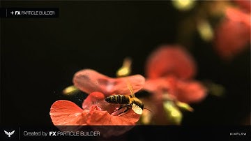 Particle Builder - Example Scene: Bee