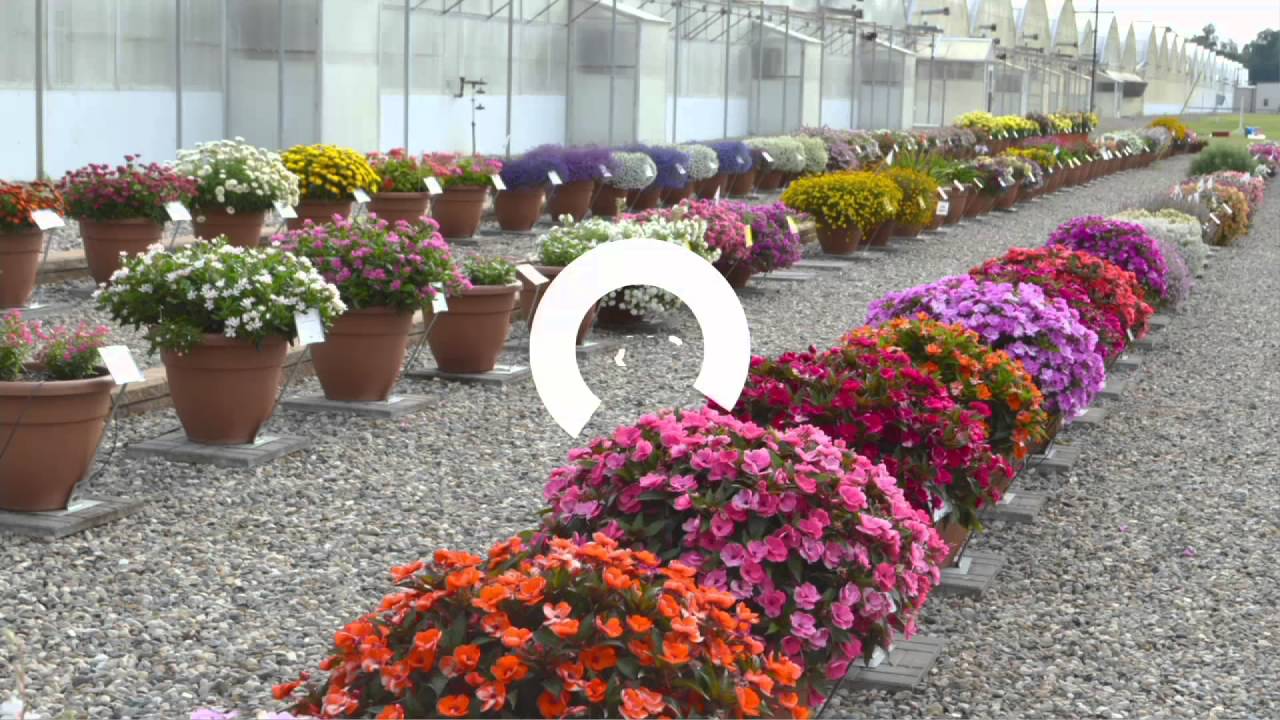 Cottage Farms Color Jubilee Sunpatiens Collection On Qvc Youtube