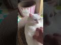 #cat #ねこのいる暮らし #ねこ