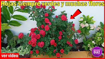 ¿Se pueden regar demasiado las rosas?