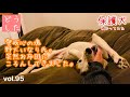 【保護犬預かり】いきなり甘えてきたのでびっくりしました