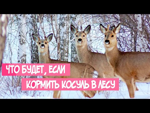 ЧТО БУДЕТ, ЕСЛИ КОРМИТЬ КОСУЛЬ ЗИМОЙ, в лесу