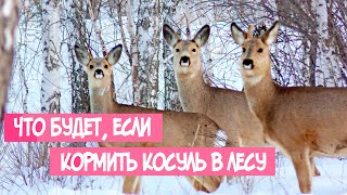 ЧТО БУДЕТ, ЕСЛИ КОРМИТЬ КОСУЛЬ ЗИМОЙ, в лесу