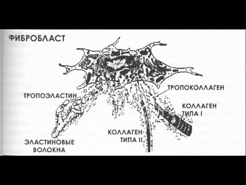 Video: Bunky Synovia Pri Reumatoidnej Artritíde. B Bunky