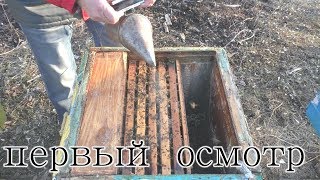 Первый весенний осмотр пчел. Сохранились-ли пчелы?